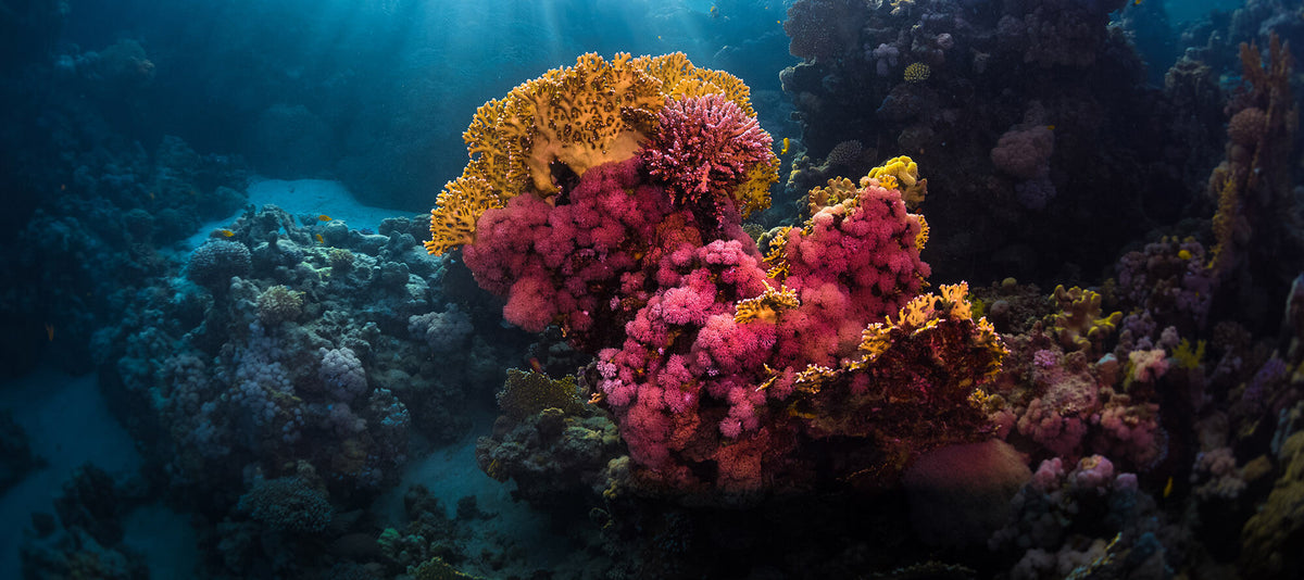 Reef Safe Sunscreen: Eco-Friendly Reef Safe Sunscreen Ingredients