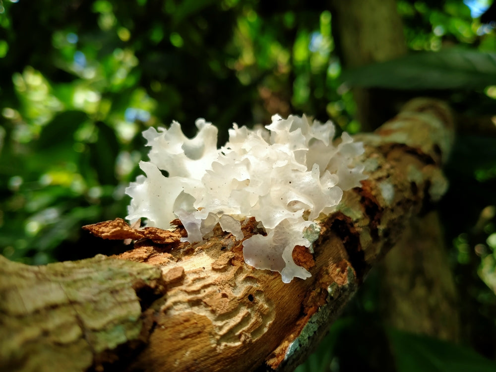 Snow mushroom growing on tree.