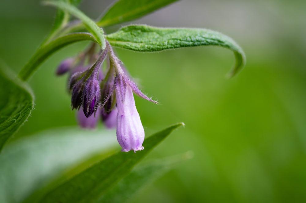 Close-up of comfrey plant.