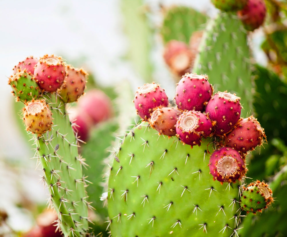 Close-up of a prickly pear cactus.