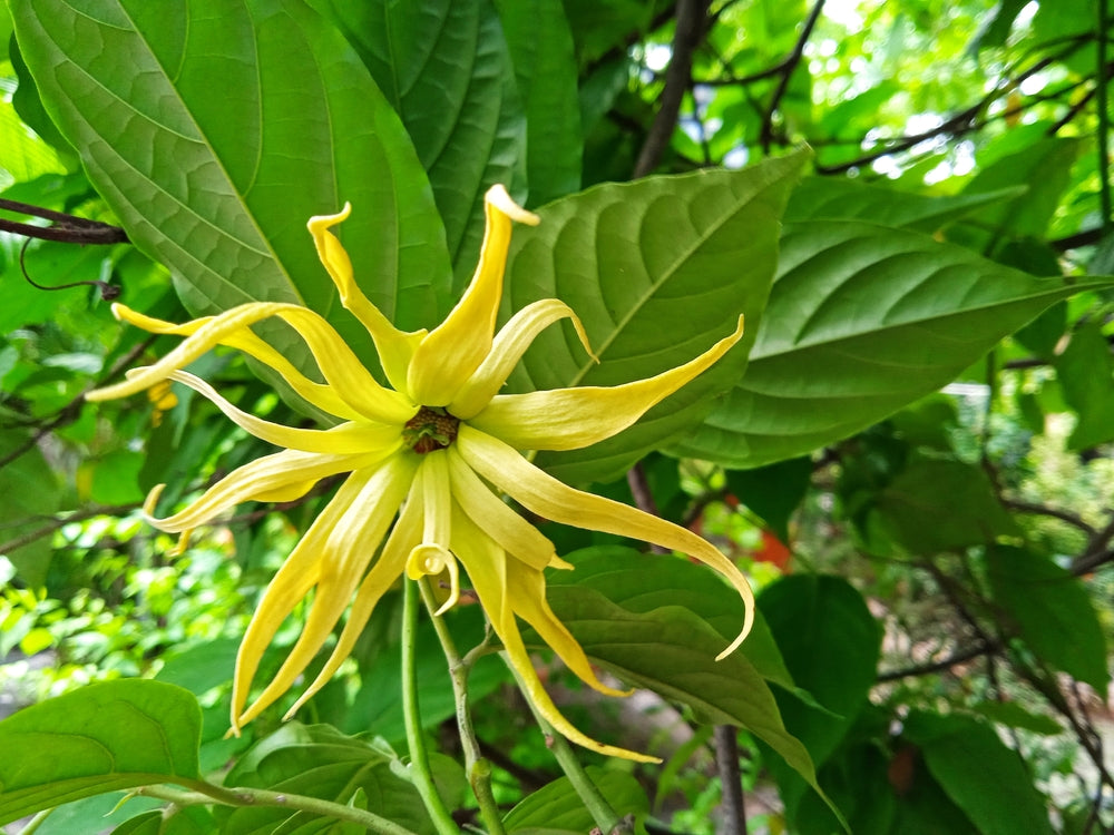 Ylang ylang flower.